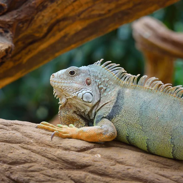 Common Green Iguana Resting Tree Trunk — Stock Photo, Image