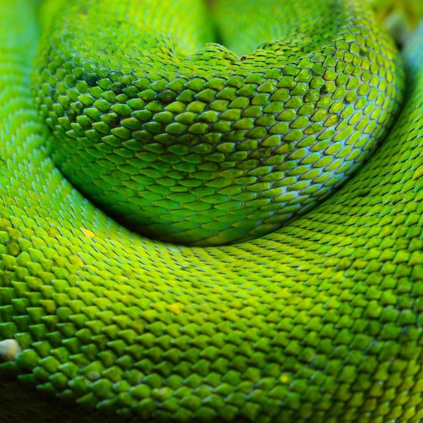 Γκρο Πλαν Θέα Πράσινο Δέντρο Python Morelia Viridis — Φωτογραφία Αρχείου