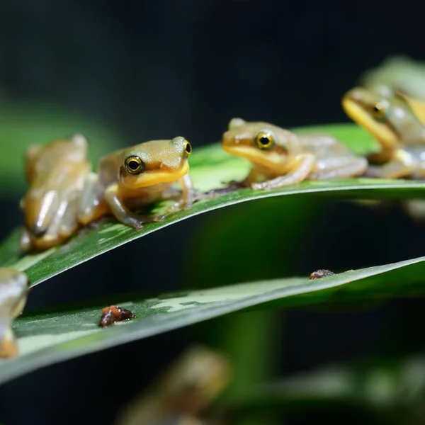 装飾的な熱帯カエルのクローズ アップ ビュー — ストック写真