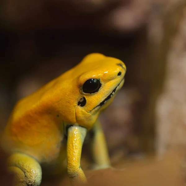 黄金毒矢印カエル Phyllobates Terribilis の熱帯雨林の自然環境 色鮮やかな明るい黄色の熱帯カエル — ストック写真