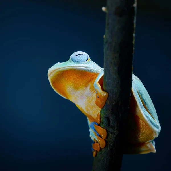 Close View Decorative Tropical Frog — Stock Photo, Image