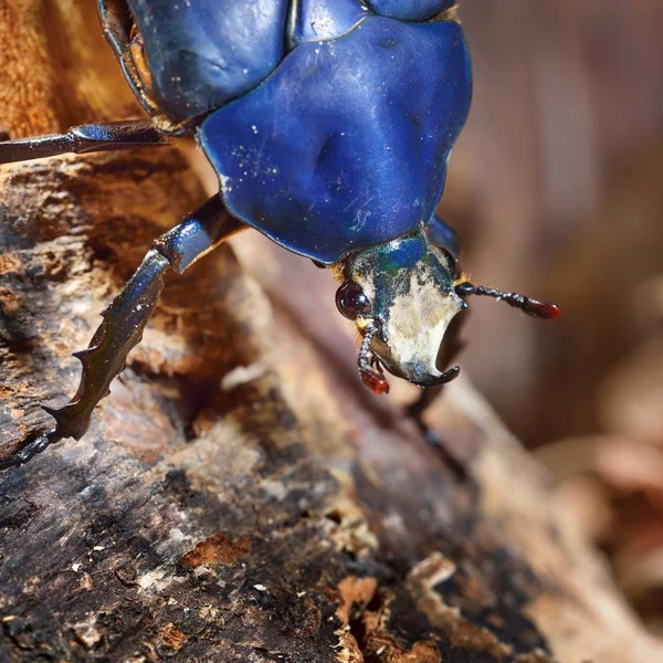 Close-up view of decorative blue beetle — Stock Image Close View Decorative Blue Beetle Royalty Free Stock Images