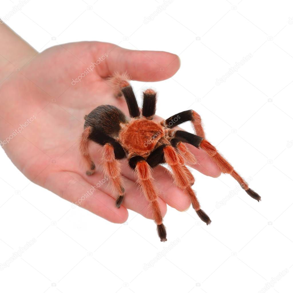 Birdeater tarantula spider Brachypelma boehmei held in hand isolated over white. Bright red colourful giant arachnid.