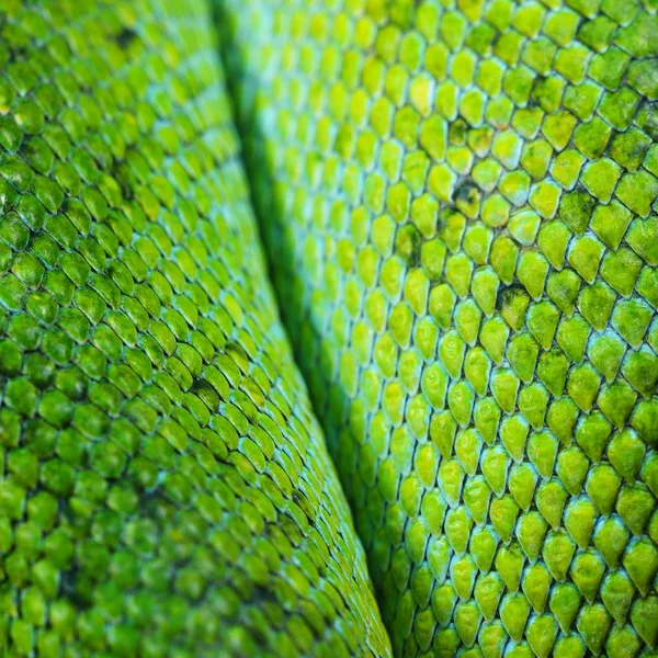 macro view of green snake scales