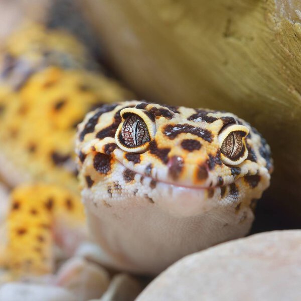 close-up view of Leopard gecko in terrarium 