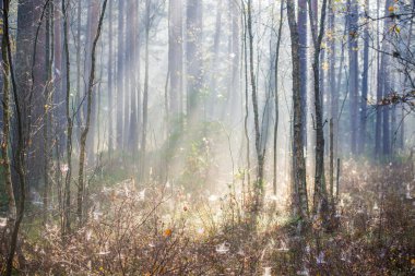 Ormanda saf sabah ışığı. Çam ağaçları yakın çekim. Kemeri, Letonya