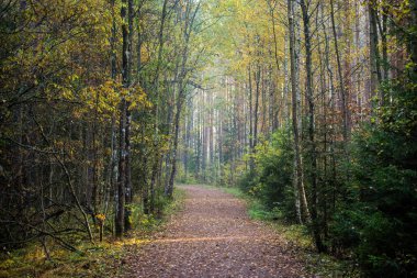 Sonbahar ormanı manzarası. Parkta güneşli bir sabah. Altın ağaçların arasından asfalt bir yol. Kemeri, Letonya