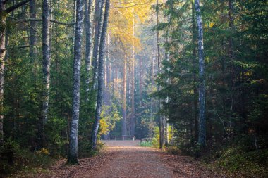 Sonbahar ormanı manzarası. Parkta güneşli bir sabah. Altın ağaçların arasından asfalt bir yol. Kemeri, Letonya