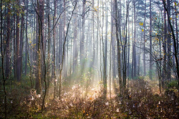 Rent Morgonljus Skogen Tallar Närbild Kemeri Lettland — Stockfoto