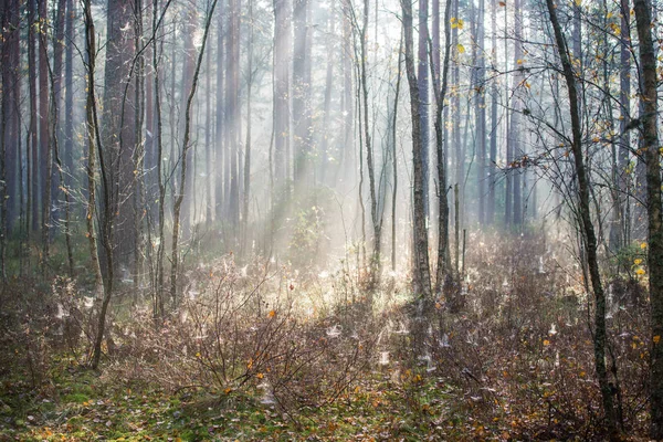 森の中の純粋な朝の光 松の木がクローズアップ ケメリ ラトビア — ストック写真