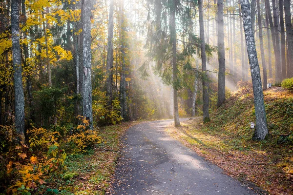 Podzimní Lesní Krajina Slunečné Ráno Parku Asfaltová Silnice Přes Zlaté — Stock fotografie