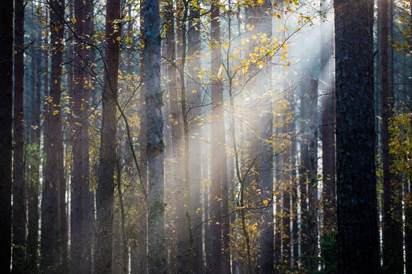 Pura Luz Matinal Floresta Pinus Close Kemeri Letónia — Fotografia de Stock