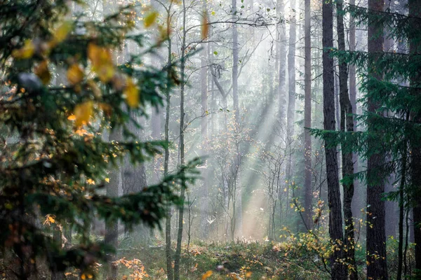 Luz Pura Mañana Bosque Árboles Pino Cerca Kemeri Letonia —  Fotos de Stock