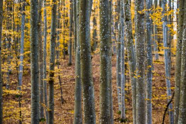 Sonbahar ormanı manzarası. Kayın ağaçlarının, yeşil ve altın yaprakların yakından görünümü, Almanya