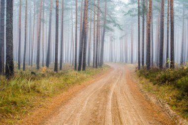 Sonbahar ormanı manzarası. Çam ağaçlarının arasından toprak bir yol, Letonya