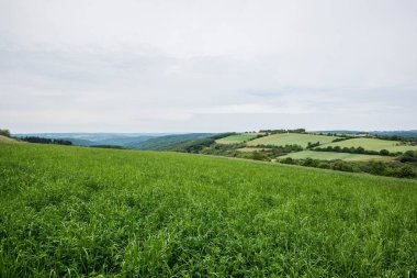 Bulutlu bir günde arka planda bir orman ile yeşil ülke tarım alanları bir görünüm, Almanya