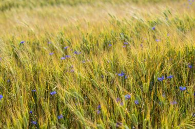 Blooming ülke alanı yakın çekim, güneşli yaz günü, Letonya