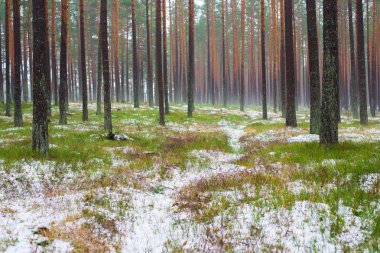 Çam ormanında bulutlu bir kış günü. Karaltında yeşil çimenler ve altın yapraklar. Letonya