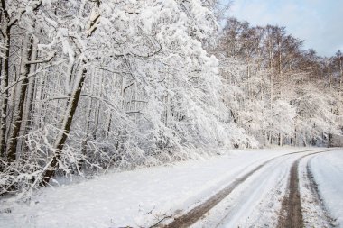 Güneşli bir günde karla kaplı çam ormanında bir köy yolu, Letonya