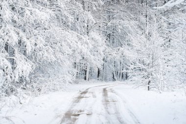 Karla kaplı ormandan geçen bir yol, huş ağaçları yakın çekim, Letonya