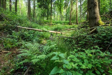 Orman manzarası. Yeşil orman ve eğrelti otu, Almanya