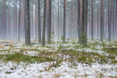 Çam ormanında bulutlu bir kış günü. Karaltında yeşil çimenler ve altın yapraklar. Letonya