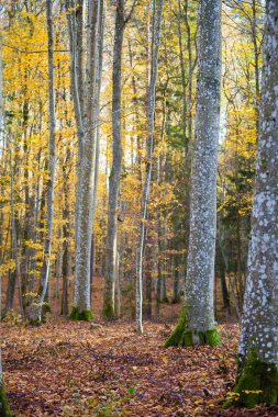 Sonbahar ormanı manzarası. Kayın ağaçlarının, yeşil ve altın yaprakların yakından görünümü, Almanya