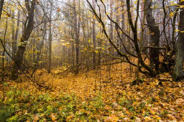Sonbahar ormanı manzarası. Ormanda sabah sisi, yeşil ve altın yapraklar ve ağaçlar. Letonya