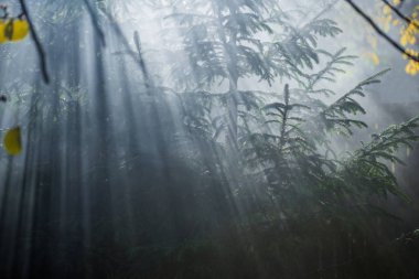 Sonbahar manzarası. Ormanda sabah sisi. Güneş ışınları ve çam ağaçlarının dalları, yakın çekim. Almanya