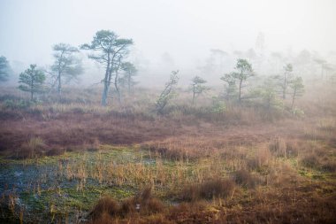 Ormanda bulutlu bir sonbahar günü. Sabah sisi ve yeşil çam ağaçları. Kemeri, ne? Letonya
