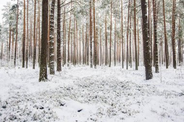 Bulutlu bir kış gününde karla kaplı çam ağacı ormanı, Letonya