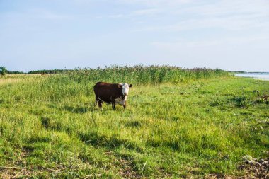 Açık bir yaz gününde yeşil bir çayırda otlatıyor, arka planda yeşil orman. Estonya