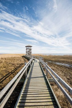 Baltık denizi yakınlarındaki ahşap kuş kulesinin manzarası güneşli bir bahar günü, Letonya