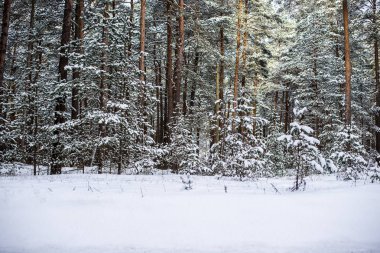 Güneşli bir kış gününde karla kaplı çam ormanı, Estonya