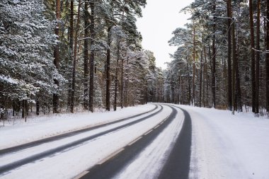 Güneşli bir kış gününde çam ormanı ile karla kaplı asfalt yol, Estonya