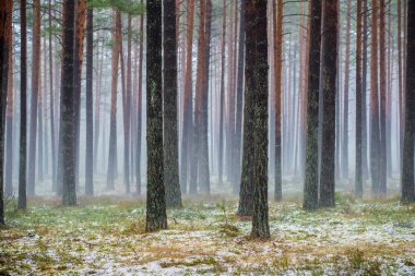 Çam ormanında bulutlu bir kış günü. Karaltında yeşil çimenler ve altın yapraklar. Letonya