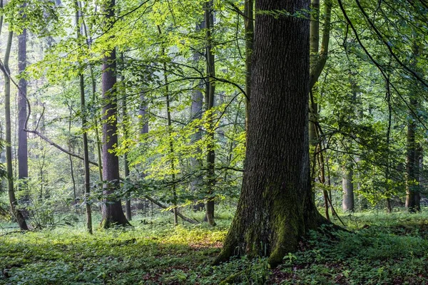 Oblačné Den Znovu Rozlepo Zeleného Lesa Tecklenburg Německo — Stock fotografie