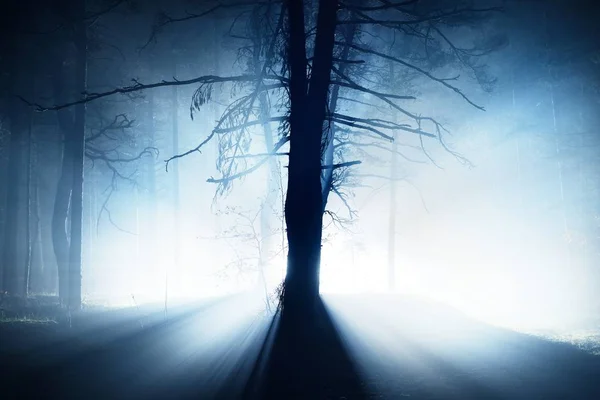 Сонячного Світла Туманний Ранок Сосновому Лісі Велика Трава Рослини Дерева — стокове фото