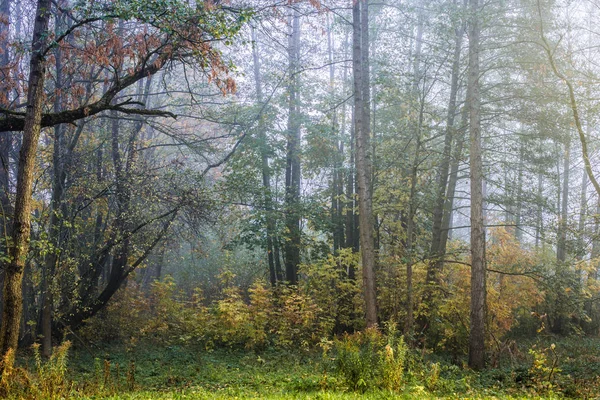 Uma Névoa Matinal Floresta Folhas Verdes Douradas Bétulas Close Letónia — Fotografia de Stock