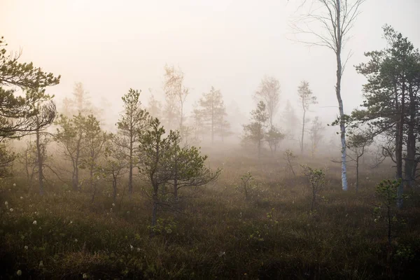 Bewolkte Herfst Dag Het Bos Ochtend Mist Groene Pijnbomen Kemeri — Stockfoto