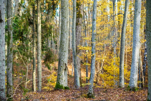 Осінній Лісовий Ландшафт Крупний План Вид Дерев Бука Зеленого Золотого — стокове фото