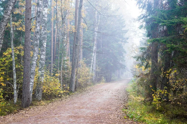 Dia Outono Nublado Nevoeiro Matutino Árvores Coloridas Uma Estrada Através — Fotografia de Stock