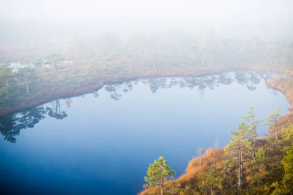 Чистый Утренний Свет Туман Над Болотом Голубой Водой Зелеными Соснами — стоковое фото