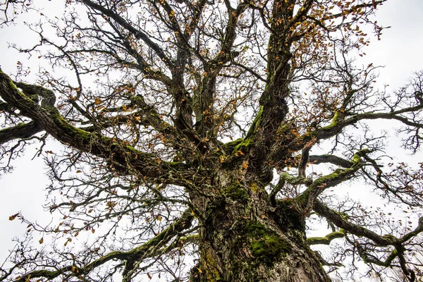 Osamělý Strom Bez Listí Mezi Podzimním Lesem Oblačné Den Zblízka — Stock fotografie