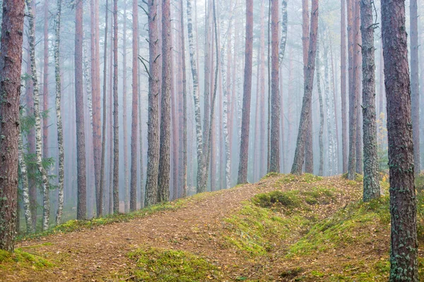 Molnigt Höst Dag Skogen Morgondimma Och Gröna Tallar Kemeri National — Stockfoto