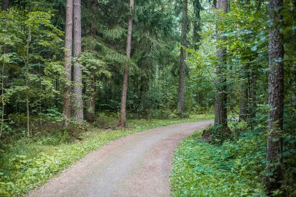 Una Strada Attraverso Foresta Verde Lettonia — Foto Stock