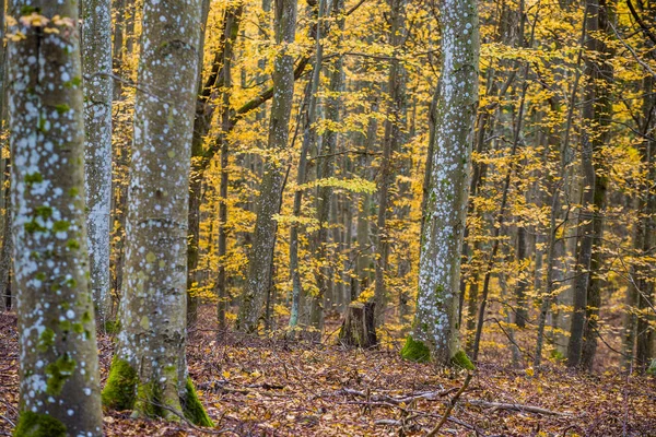 Paisaje Forestal Otoñal Vista Cerca Haya Hojas Verdes Doradas Alemania —  Fotos de Stock