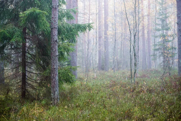 Cloudy Autumn Day Forest Morning Fog Green Pine Trees Kemeri — Stock Photo, Image