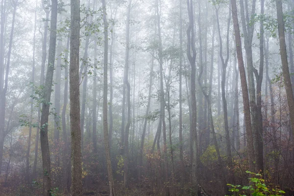 Brouillard Matinal Dans Forêt Feuilles Vertes Dorées Bouleaux Gros Plan — Photo