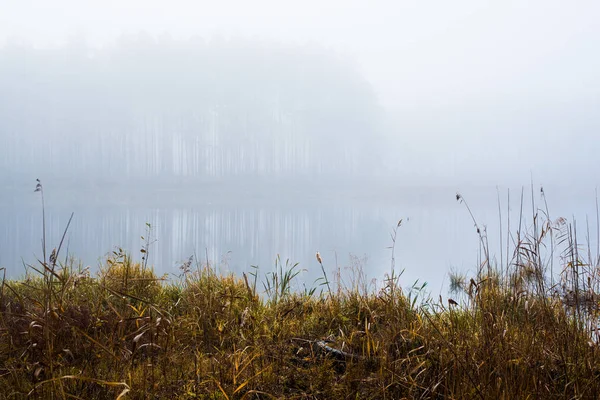 Paisagem Outono Névoa Manhã Pântano Floresta Fundo Cenas Tirelis Letónia — Fotografia de Stock